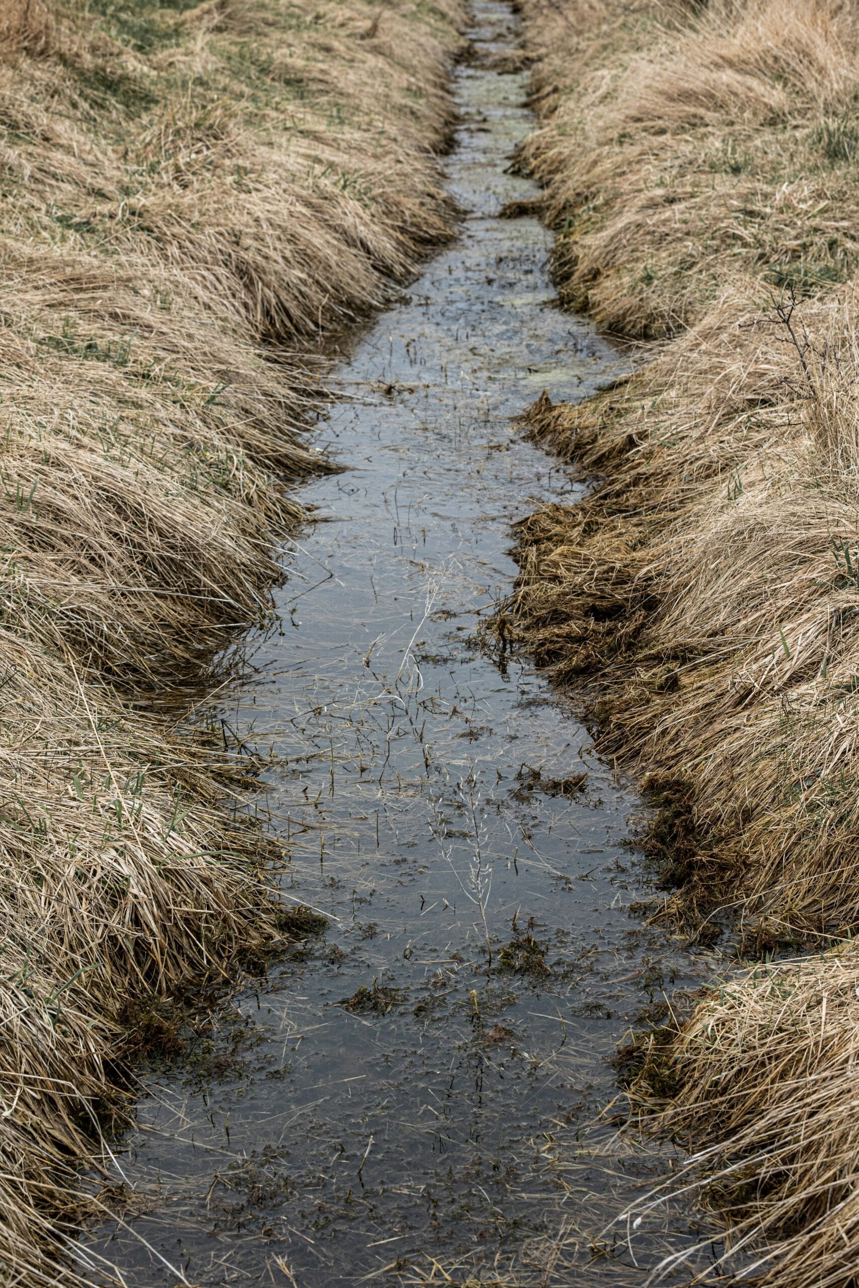 Unveiling Darkness: The Ice Princess by Camilla Läckberg 7 a stream of water running through a dry grass field